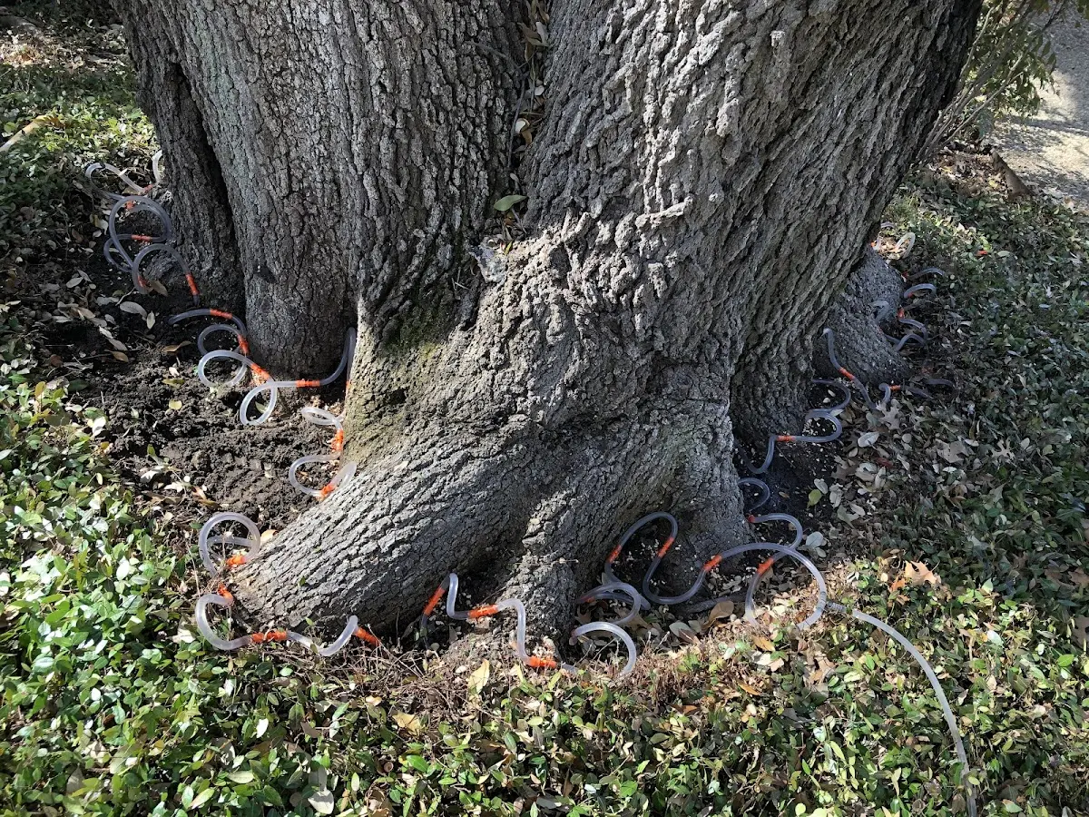 Detailed Tree Cabling and Bracing job site in Land O Lakes